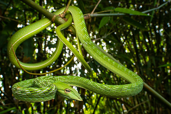 Oriental Vine Snake (Ahaetulla prasina)