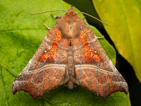Herald Moth (Scoliopteryx libatrix)