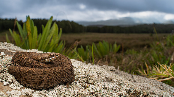 Kenya montane viper (Montatheris hindii)