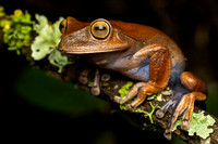 Espirito Santo Tree Frog (Bokermannohyla circumdata)