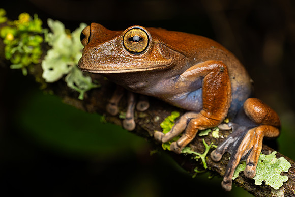 Espirito Santo Tree Frog (Bokermannohyla circumdata)