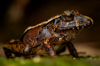 Guenther's Frog (Ischnocnema gr. guentheri)