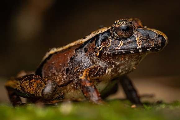 Guenther's Frog (Ischnocnema gr. guentheri)