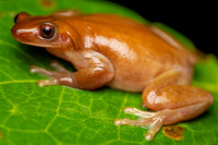 Izecksohn's Brazilian Treefrog (Xenohyla truncata)-2