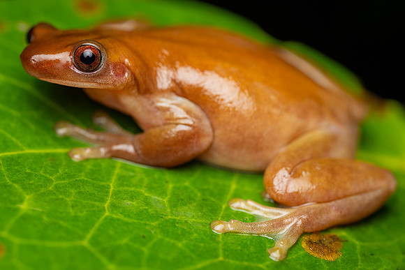 Izecksohn's Brazilian Treefrog (Xenohyla truncata)-2