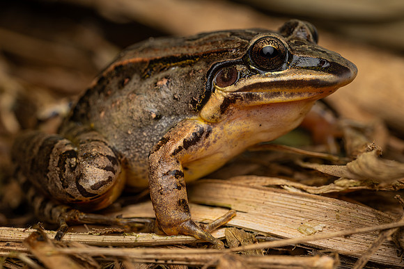 Iporanga White-lipped Frog (Leptodactylus notoaktites)