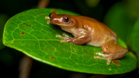 Izecksohn's Brazilian Treefrog (Xenohyla truncata)