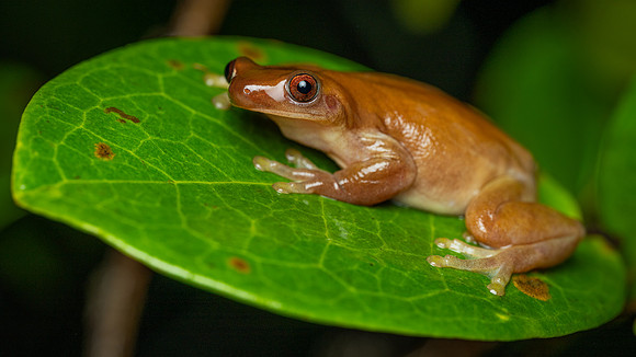 Izecksohn's Brazilian Treefrog (Xenohyla truncata)