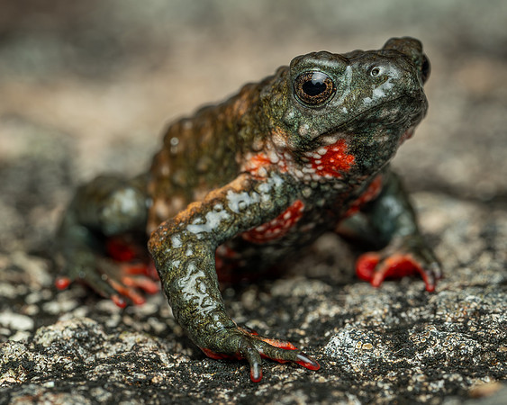 Maldonada Redbelly Toad (Melanophryniscus moreirae)