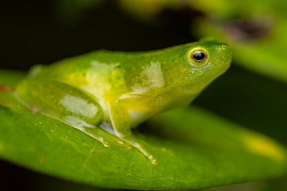 Rio Lime Treefrog (Sphaenorhynchus planicola)