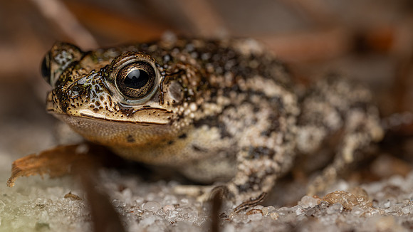 Rio Parahyba Toad (Rhinella pygmaea)
