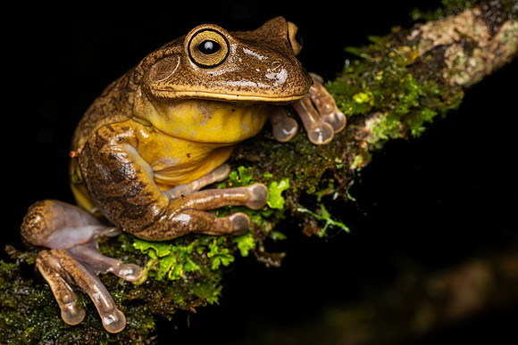 Reservoir Tree Frog (Bokermannohyla luctuosa)
