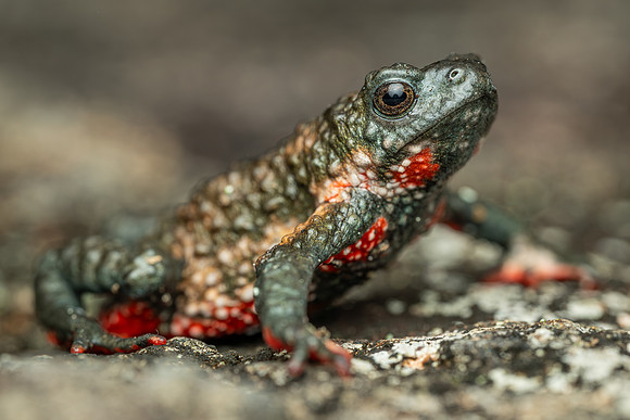 Maldonada Redbelly Toad (Melanophryniscus moreirae)