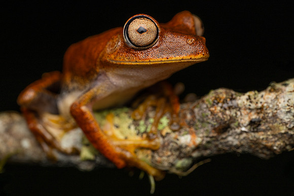 Semi-lined Tree Frog (Boana semilineata)
