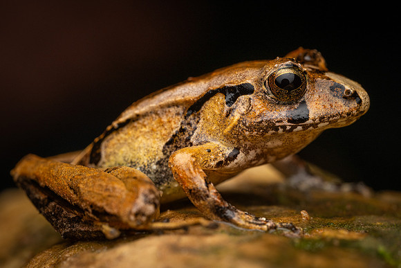 Souzas Robber Frog (Ischnocnema juipoca)