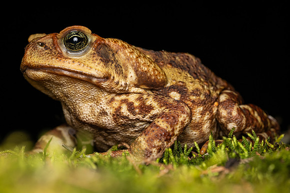 Yellow Cururu Toad (Rhinella icterica)