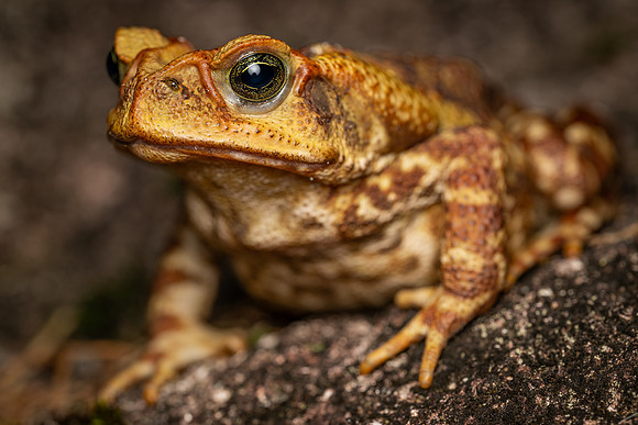 Yellow Cururu Toad (Rhinella icterica)