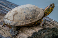 Black-bellied Slider (Trachemys dorbigni)