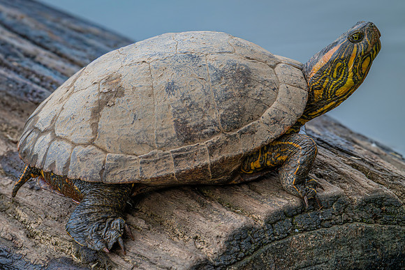 Black-bellied Slider (Trachemys dorbigni)