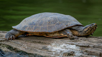 Geoffroy’s Side-necked Turtle (Phrynops geoffroanus)