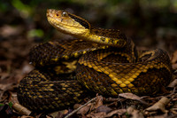 Jararaca (Bothrops jararaca)