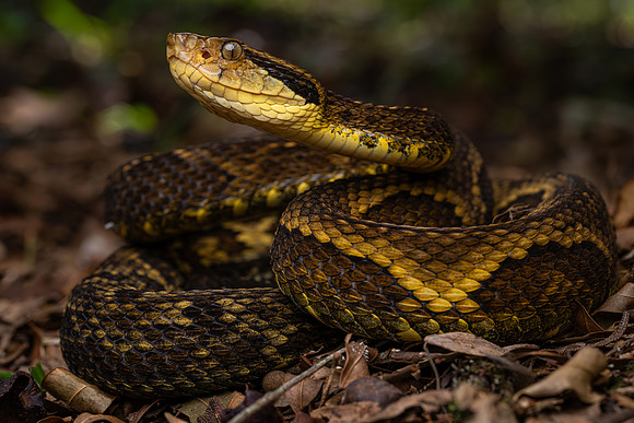 Jararaca (Bothrops jararaca)