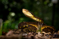 Jararaca (Bothrops jararaca)
