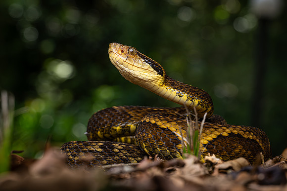 Jararaca (Bothrops jararaca)