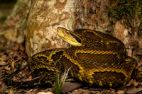 Jararaca (Bothrops jararaca)