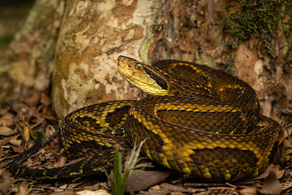 Jararaca (Bothrops jararaca)