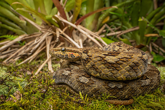 Jiboinha (Tropidodryas striaticeps)