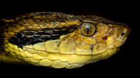 Jararaca (Bothrops jararaca)