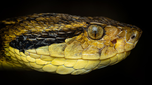 Jararaca (Bothrops jararaca)