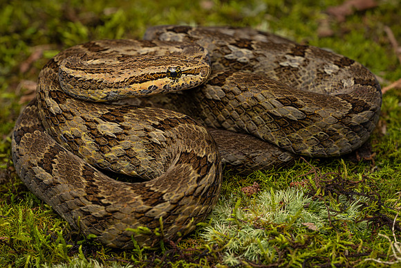 Jiboinha (Tropidodryas striaticeps)