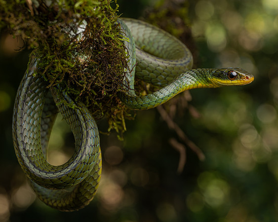 Two-headed Sipo (Chironius bicarinatus)