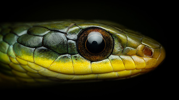 Two-headed Sipo (Chironius bicarinatus)