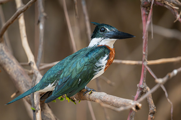 Amazon Kingfisher (Chloroceryle amazona)