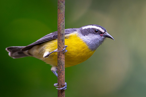 Bananaquit (Coereba flaveola)