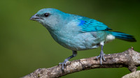 Azure-shouldered Tanager (Tangara cyanoptera)