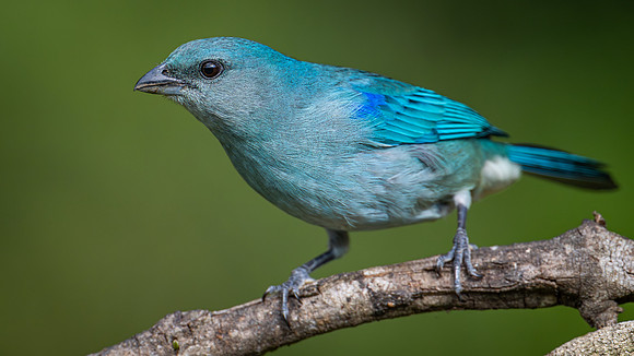 Azure-shouldered Tanager (Tangara cyanoptera)