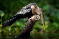 Anhinga (Anhinga anhinga)