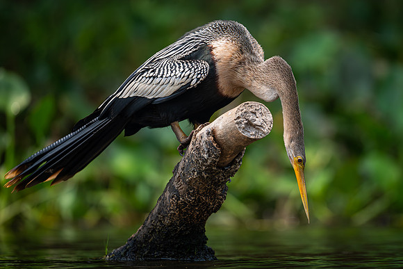 Anhinga (Anhinga anhinga)