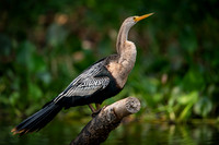 Anhinga (Anhinga anhinga)