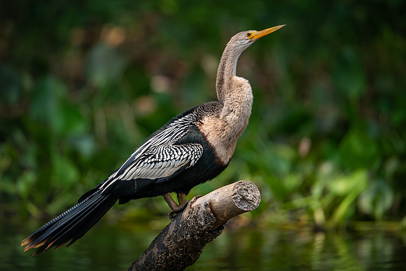 Anhinga (Anhinga anhinga)