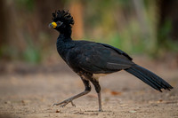 Bare-faced Curassow (Crax fasciolata)