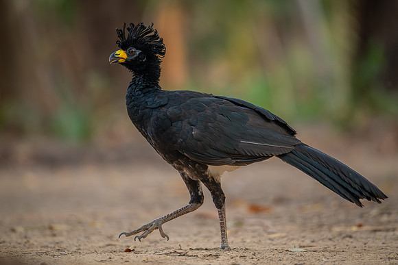 Bare-faced Curassow (Crax fasciolata)