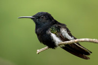 Black Jacobin (Florisuga fusca)