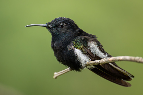 Black Jacobin (Florisuga fusca)