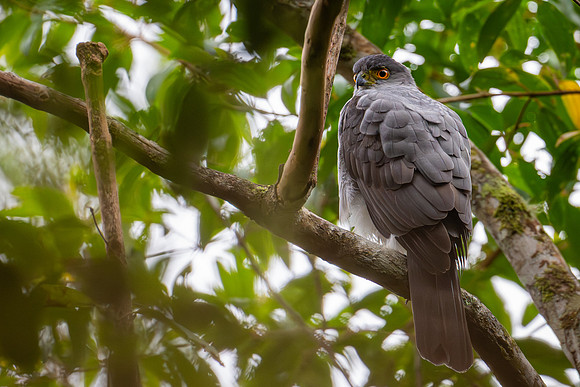 Bicolored Hawk (Astur bicolor)