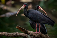 Bare-faced Ibis (Phimosus infuscatus)